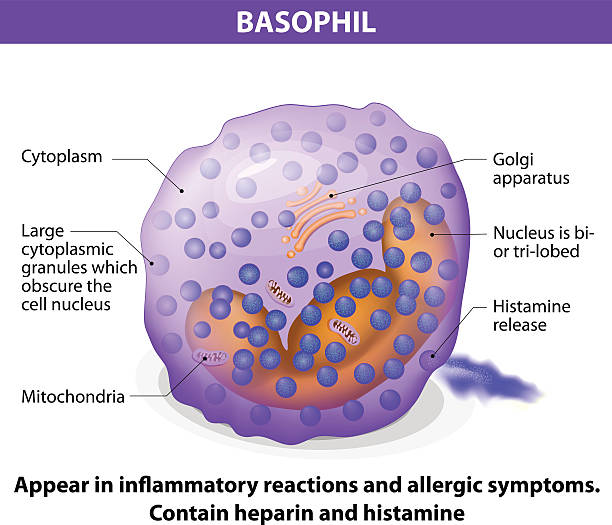 illustrazioni stock, clip art, cartoni animati e icone di tendenza di basofilo - white blood cell human immune system virus cell