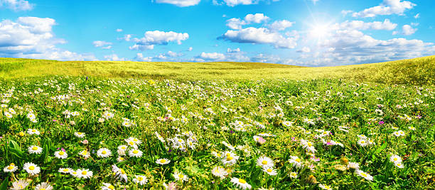 istock The sun shines on a wide meadow with flowers 516501344