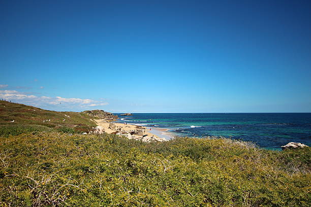 istock Penguin Island, Western Australia 516501584