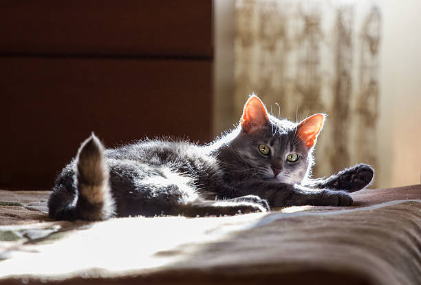 istock the cat lays on a bed 516502648