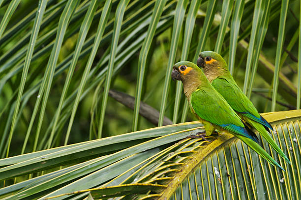 istock Wild Parakeet in Panama, Central America 516502770
