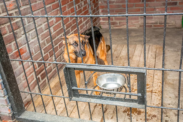 istock Lonely dog in tha crate 516504606