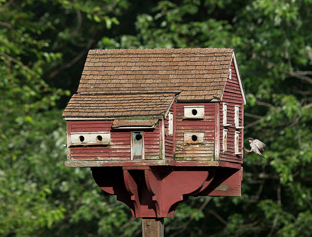 A male Sparrow flying into its unique birdhouse made like a barn