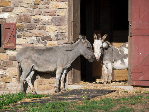 A pair of miniature donkeys with noses touching near the entrance to their stall