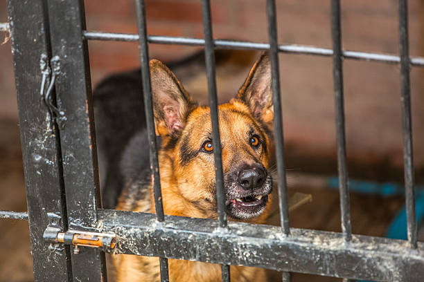 istock Lonely german shepherd - military dog at shelter 516504900