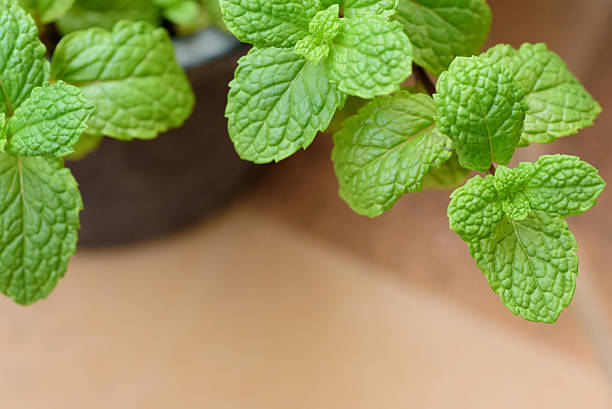 istock Organic peppermint in pot cultivation 516504978
