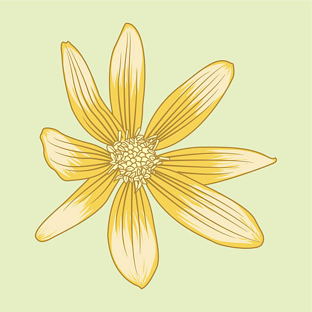 illustrazioni stock, clip art, cartoni animati e icone di tendenza di fiore giallo illustrazione vettoriale - potted plant hibiscus herb beauty in nature