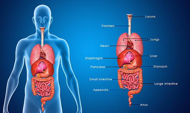 Body Organs labelled stock photo