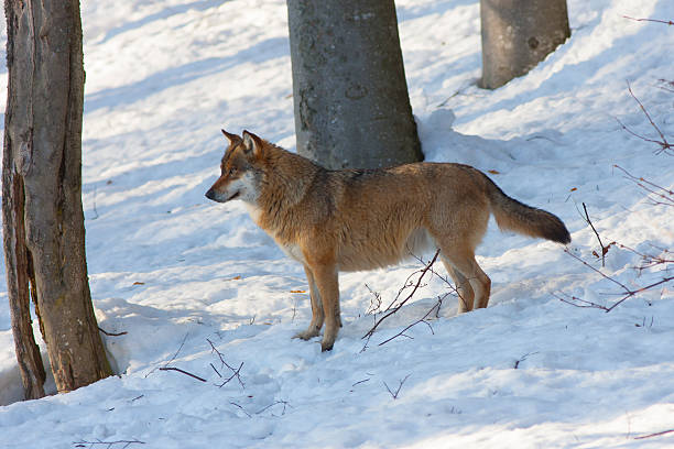Eurasian wolf Canis lupus lupus or common wolf