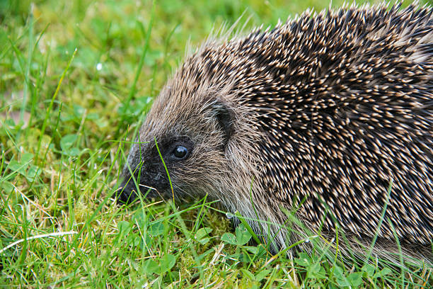 istock Young hedgehog in garden 516506195