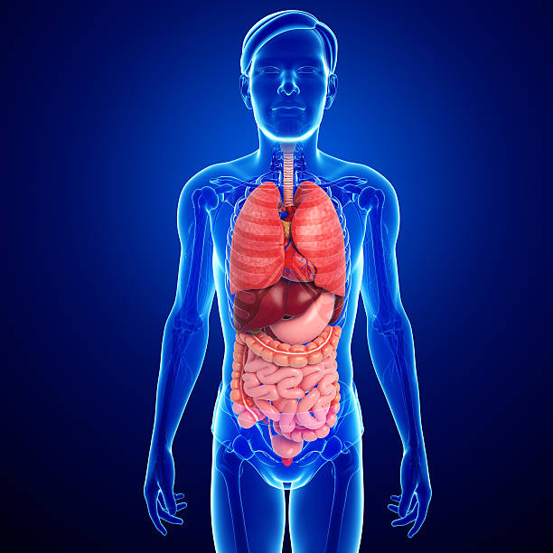 istock Digestive system of male body 516507077