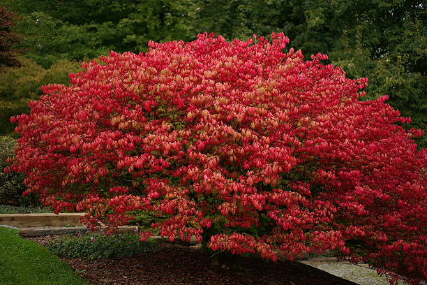 rojo hojas otoñales - burning bush fotografías e imágenes de stock