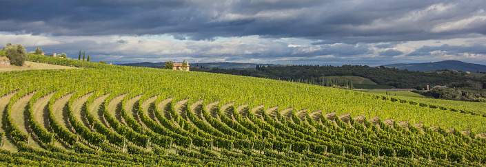 Vineyard in a typical Toscan landscape, Italy