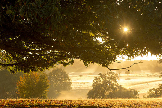 knole 公園で sevenoaks 、英国 - chestnut tree leaf sunlight tree ストックフォトと画像