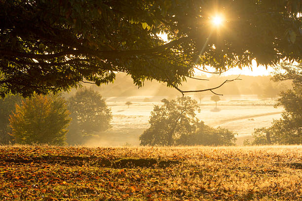 knole park en sevenoaks, inglaterra - glade england autumn forest fotografías e imágenes de stock