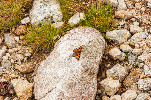 Butterfly with spread wings on the stone.