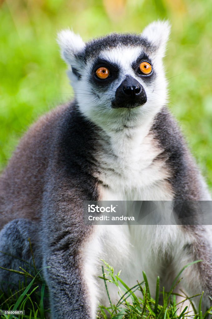 Lemur on a meadow Cute litte lemur sitting on a green meadow Animal Stock Photo