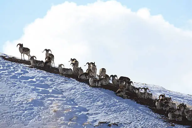 Flock of sheep Marco Polo on vacation. Marco Polo on the hillside. Tien Shan, Kyrgyzstan, Стадо баранов Марко Поло на отдыхе. Аргали Марко Поло на склоне горы, Тянь-Шань, Киргизия