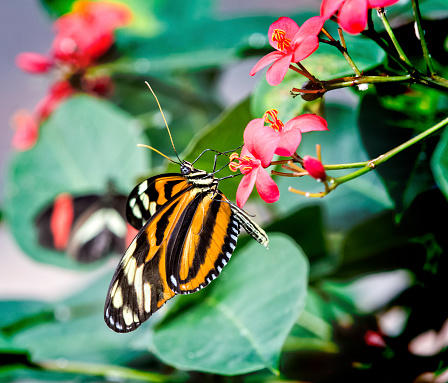 Close up photo of a beautiful Isabella Tiger butterfly or Eueides isabella.