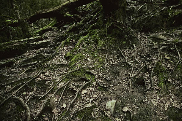 istock The roots of a big old tree on the ground 516509299