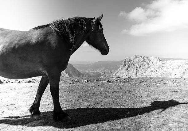 istock Horses in Urkiolamendi 516509591