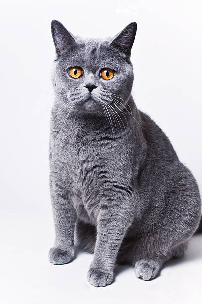 istock Portrait of young short-haired British gray cat 516509617