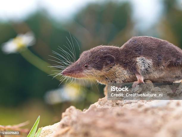 Foto de Musaranhodedentes Afiados Talhadas Bicolored e mais fotos de stock de Animais em Extinção - Animais em Extinção, Animal, Animal de estimação