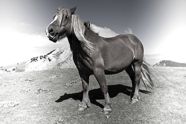 istock Horses in Urkiolamendi 516510173