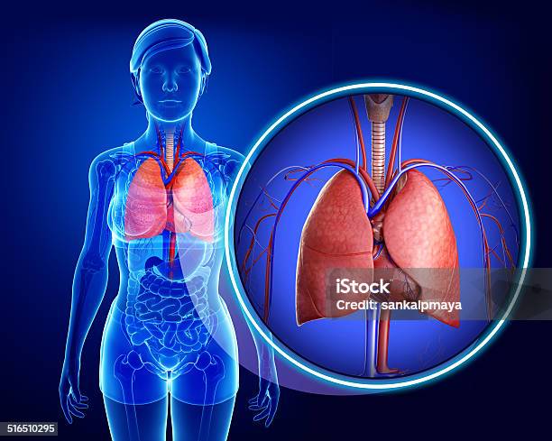 Foto de Feminino Pulmões Anatomia e mais fotos de stock de Abdome - Abdome, Abdômen Humano, Alvéolos