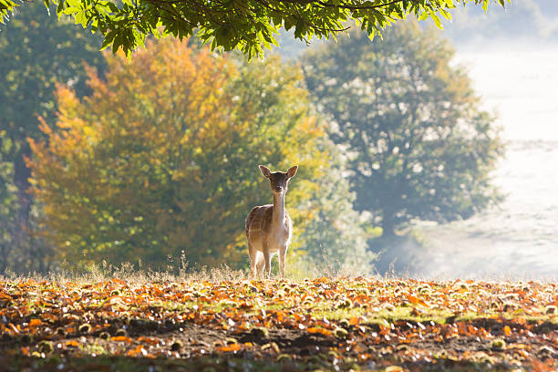 ciervo gamo en knole park, inglaterra - glade england autumn forest fotografías e imágenes de stock
