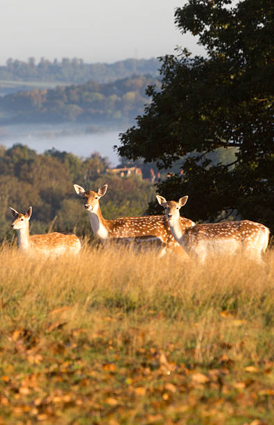 ciervo gamo en knole park, inglaterra - glade england autumn forest fotografías e imágenes de stock