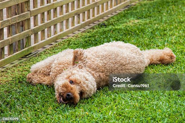 Lo Que Estoy Excelente Foto de stock y más banco de imágenes de Aire libre - Aire libre, Alegría, Animal