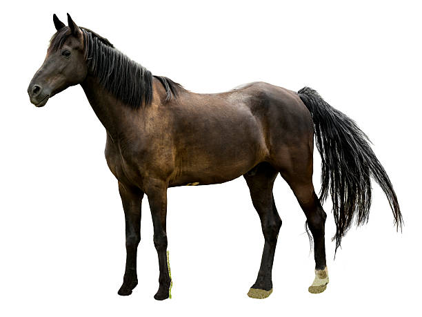 istock Majestic Stallion Horse Isolated 516510599