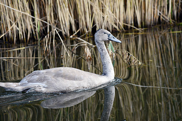istock young white swan swiming on canal. 516511091