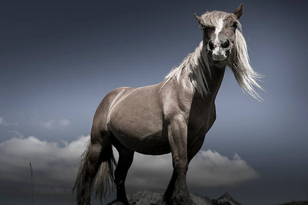 istock Horses in Urkiolamendi 516511993