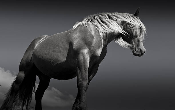 istock Horses in Urkiolamendi 516512005