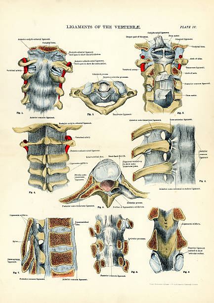 menschliche anatomie-bänder der vertebrae - vertebral body stock-grafiken, -clipart, -cartoons und -symbole