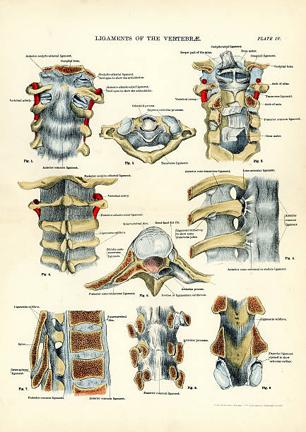 Explore 3+ Free Ligament Illustrations: Download Now - Pixabay