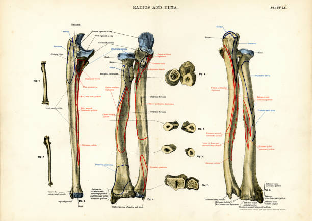 Human Anatomy - Radius and Ulna Victorian engraving of the human Radius and Ulna bones vintage medical diagrams stock illustrations