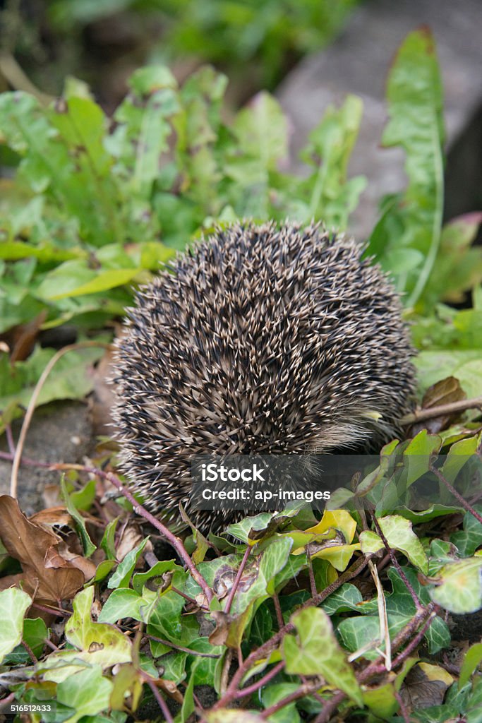 Young hedgehog in garden A young hedgehog searching for food around a garden in England Alertness Stock Photo
