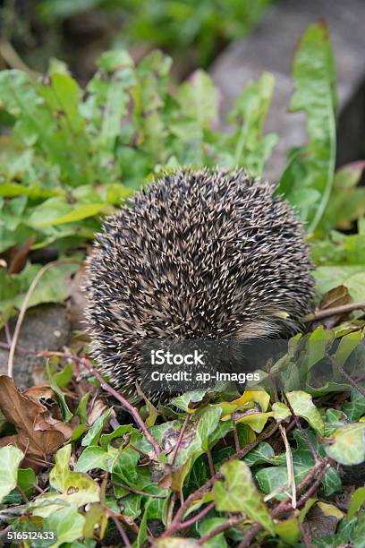 Young Hedgehog In Garden Stock Photo - Download Image Now - Alertness, Animal, Animal Body Part