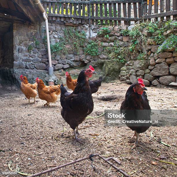Chicken In The Yard Stock Photo - Download Image Now - Adult, Agriculture, Animal