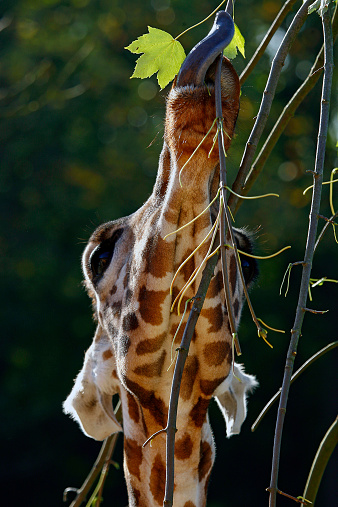 Giraffe takes a tasty tender shoot with his tongue.