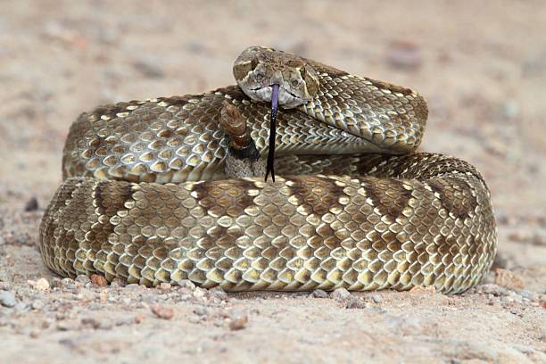 serpiente de cascabel del mojave-crotalus scutulatus - mojave rattlesnake fotografías e imágenes de stock