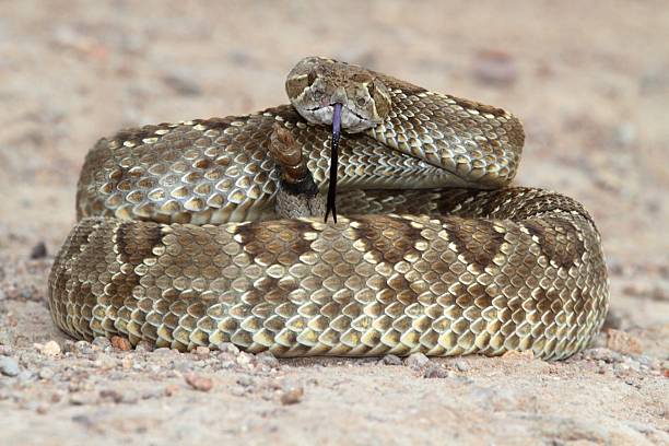 istock Mojave Rattlesnake - Crotalus scutulatus 516526485