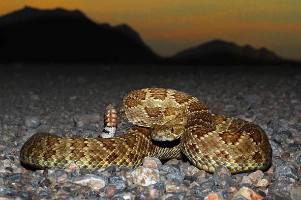 Mojave Rattlesnake - Crotalus scutulatus Mojave Rattlesnake (Crotalus scutulatus) coiled to strike with the setting sun in the background. The Mojave Rattlesnake is considered by many to be the most deadly snake in the United States. scutulatus stock pictures, royalty-free photos & images