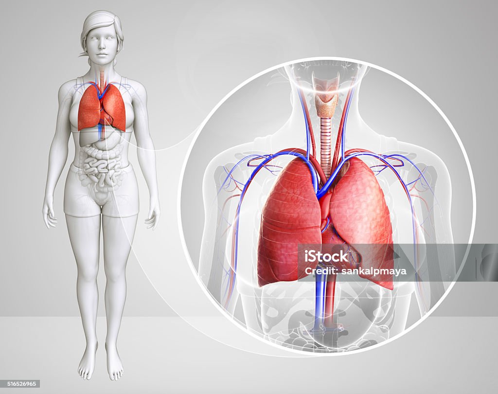 Feminino pulmões anatomia - Foto de stock de Abdome royalty-free