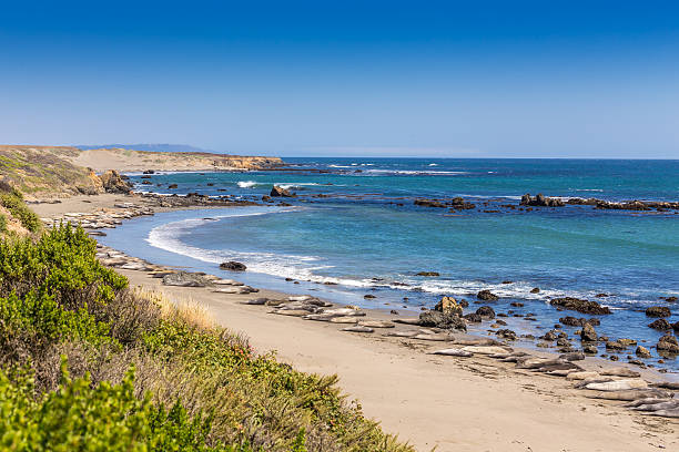 печать слонах - san simeon стоковые фото и изображения