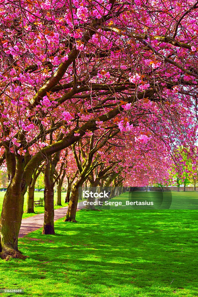 Walk path surrounded with blossoming plum trees Green lawn with blossoming plum trees at Meadows park, Edinburgh Alley Stock Photo