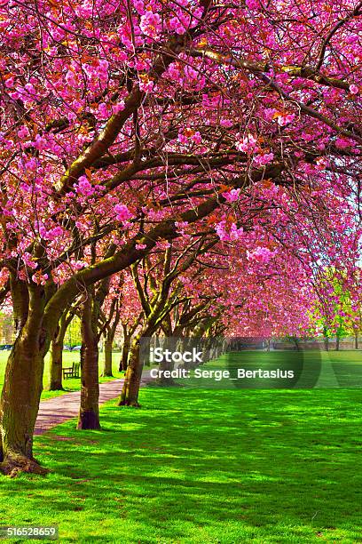 Walk Path Surrounded With Blossoming Plum Trees Stock Photo - Download Image Now - Alley, Avenue, Beauty In Nature